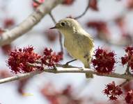 Ruby crowned Kinglet 3378